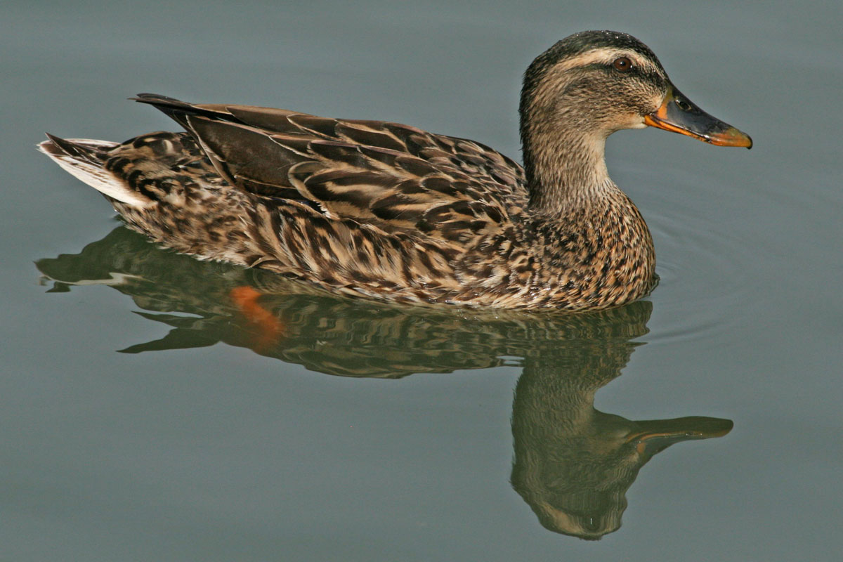 The World Birds Dipping Ducks Anatidae 